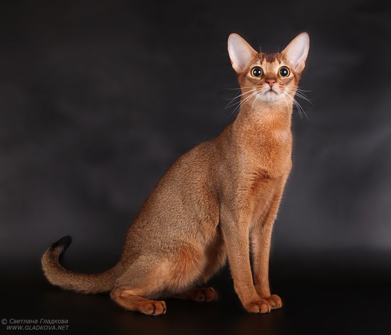 Photo Abyssinian - Cat Breed