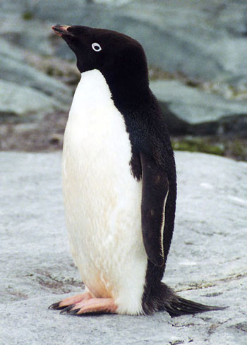 Pretty Adelie penguin