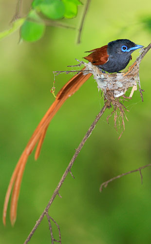 Pretty African paradise-flycatcher