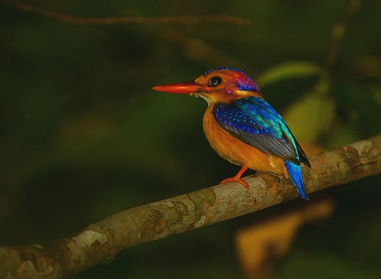 Pretty African pygmy-kingfisher