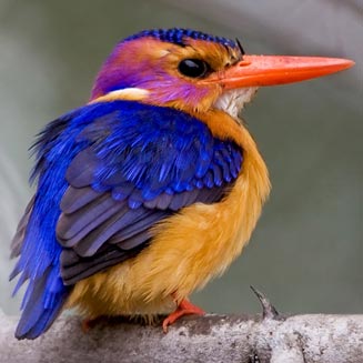 Pretty African pygmy-kingfisher