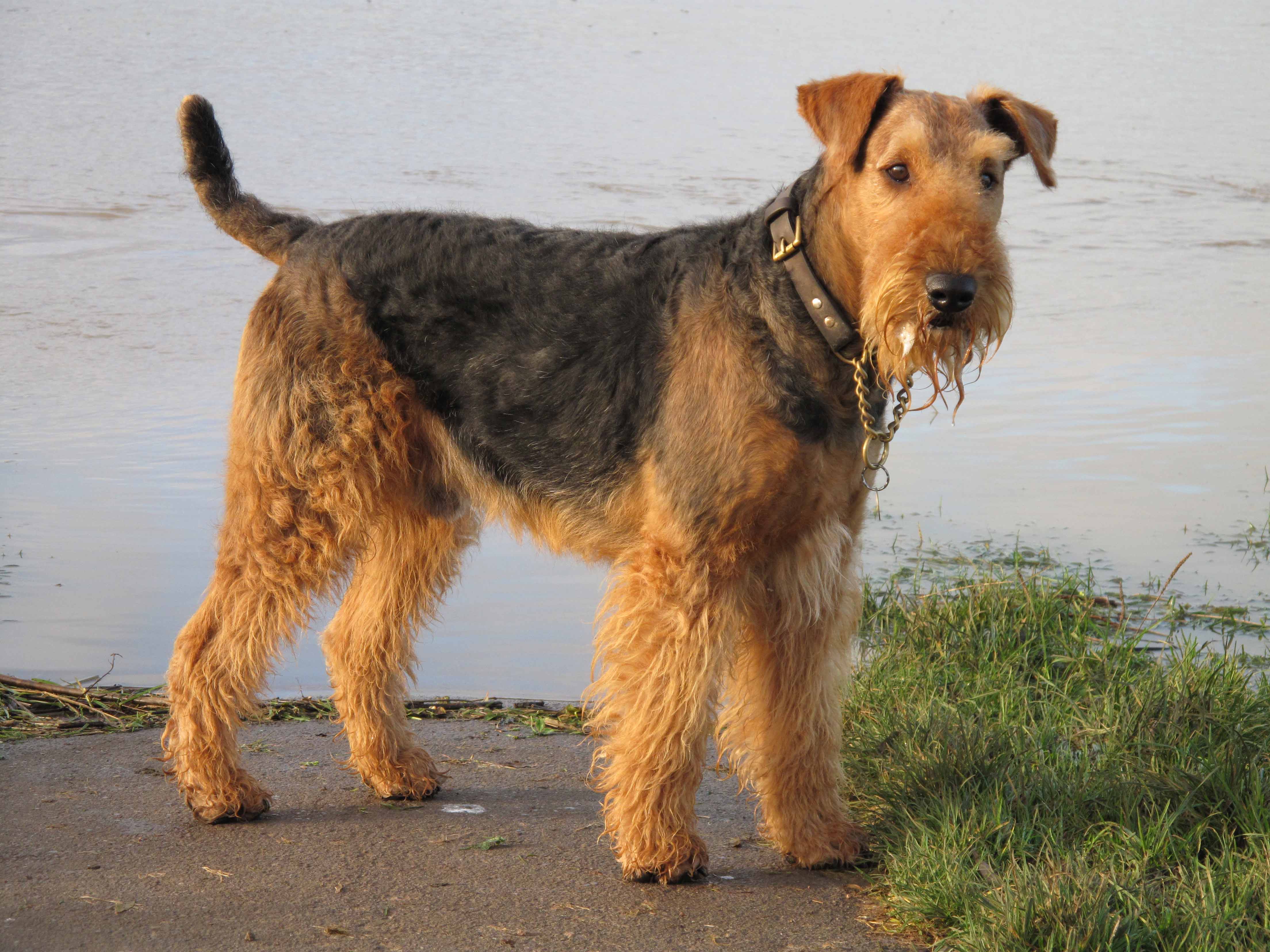 Cute Airedale Terrier - Dog Breed