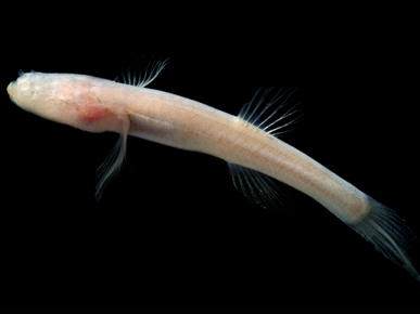 Pretty Alabama cavefish