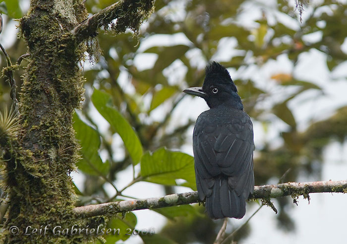 Amazonian umbrellabird