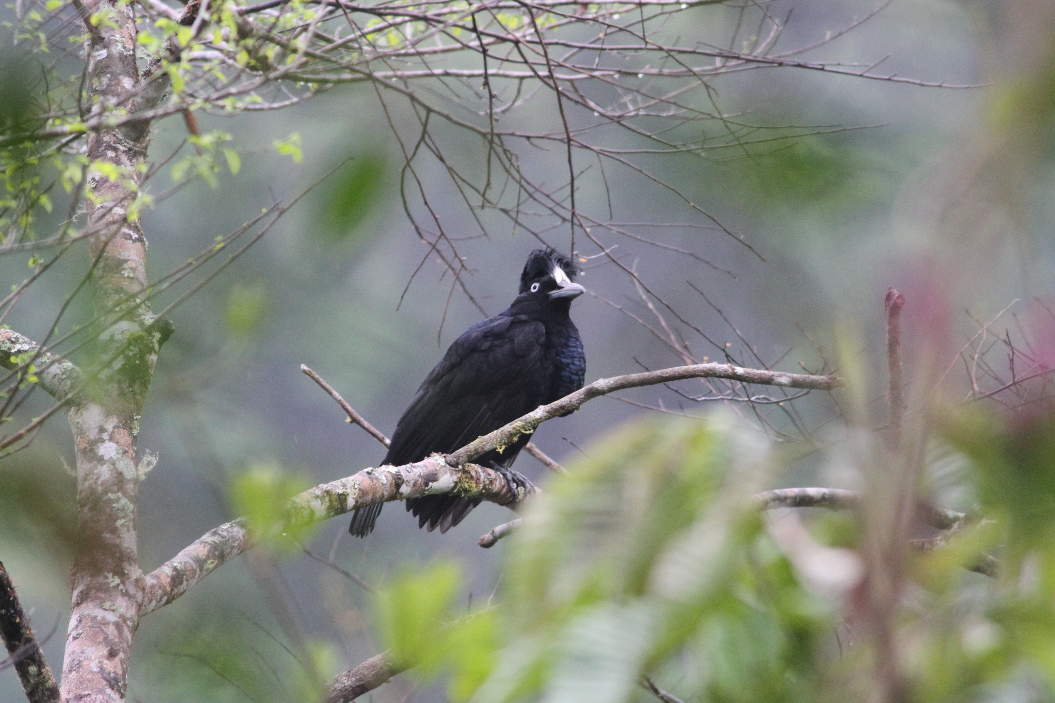 Pretty Amazonian umbrellabird
