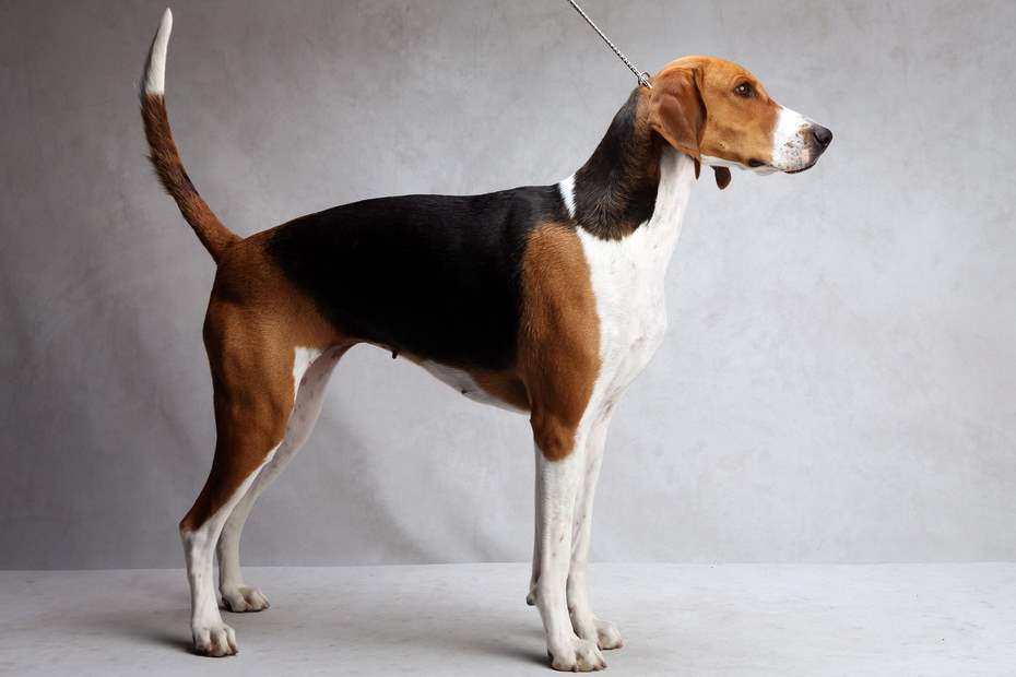 Nice American Foxhound - Dog Breed
