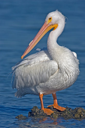 Pretty American white pelican