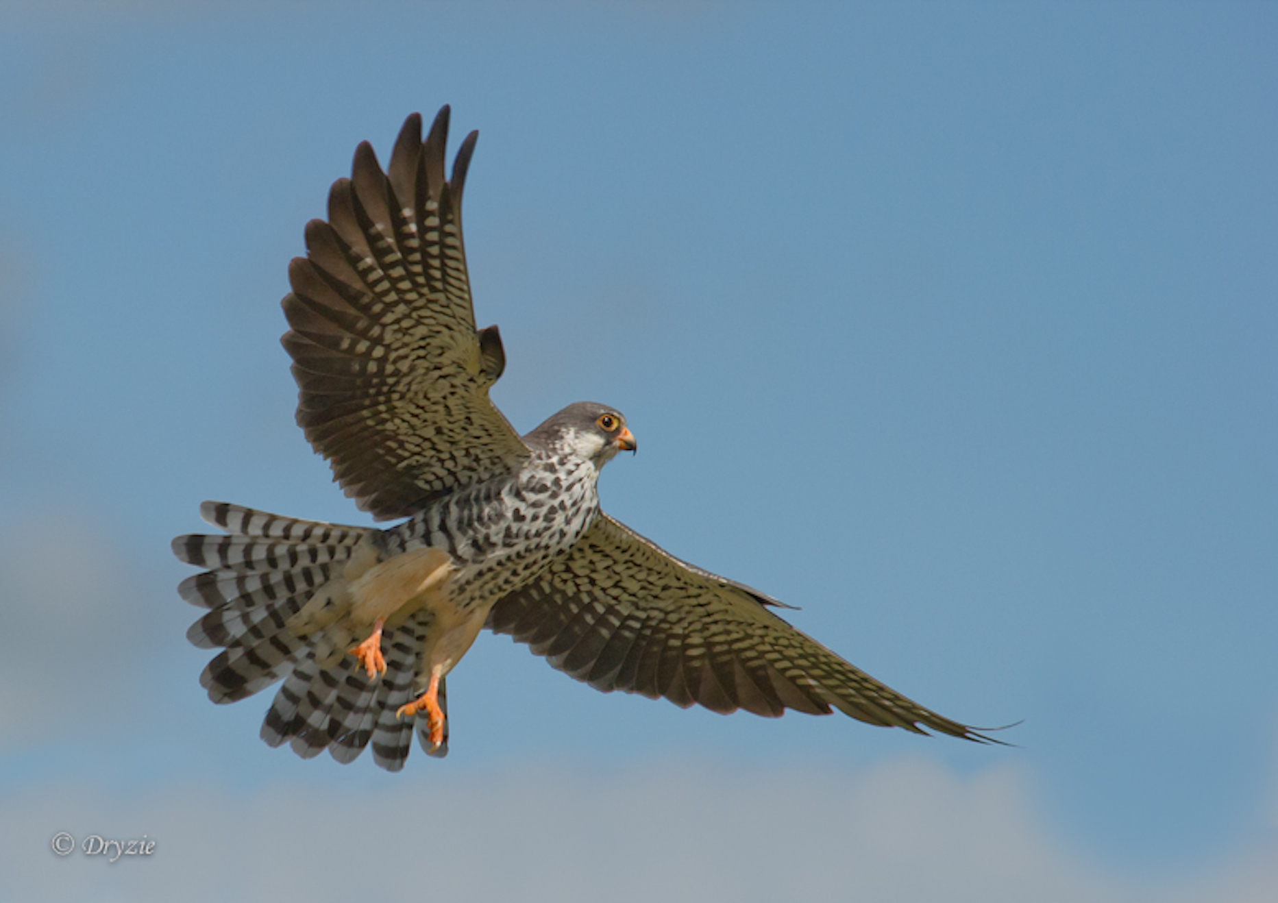 Pretty Amur falcon