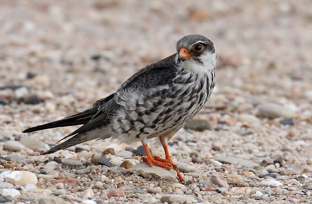 Pretty Amur falcon