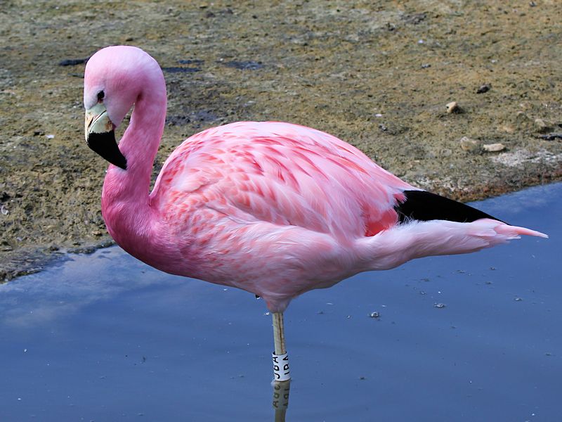 Andean flamingo