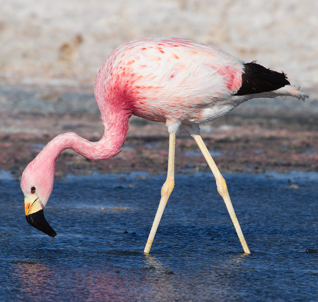 Pretty Andean flamingo