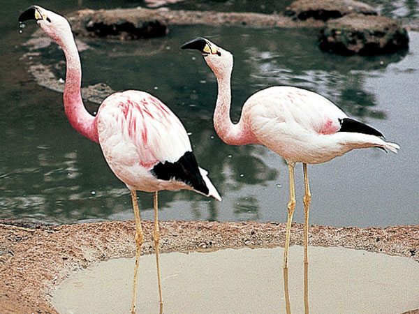 Pretty Andean flamingo