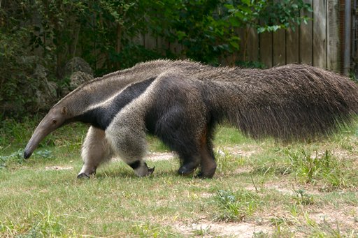Anteaters, armadillos, sloths photo 