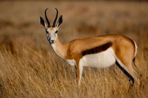 Cool Antelope