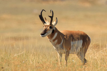 Pretty Antelope