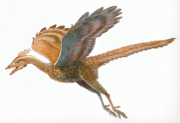 archaeopteryx1.jpg