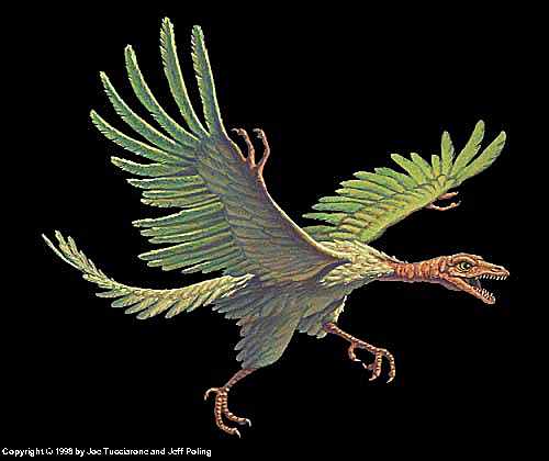 Nice Archaeopteryx