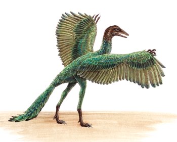 Photo Archaeopteryx