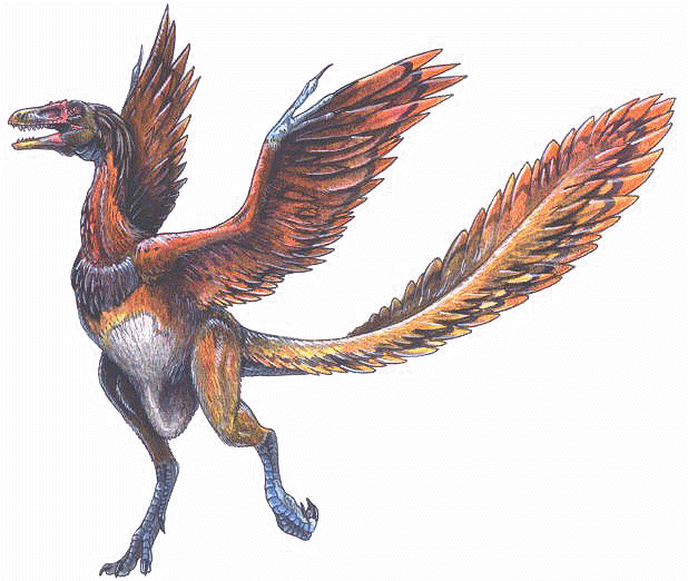 Archaeopteryx photo 