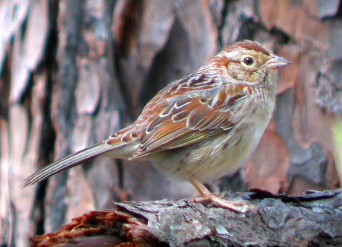 Bachman’s sparrow