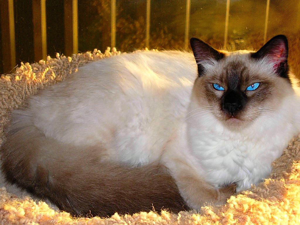 Cool Balinese Cat - Cat Breed