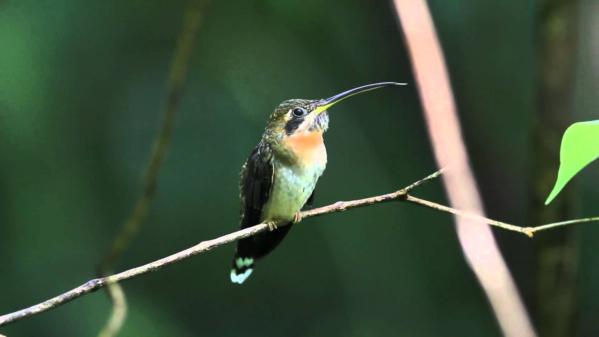 Pretty Band-tailed barbthroat