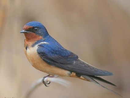 Pretty Barn swallow