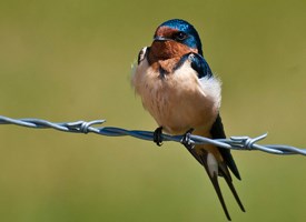 Pretty Barn swallow