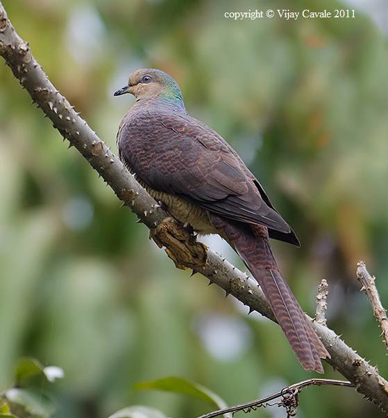 Pretty Barred cuckoo-dove