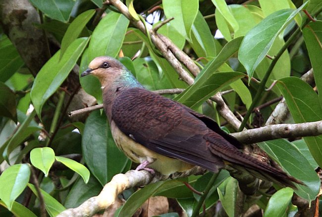 Pretty Barred cuckoo-dove