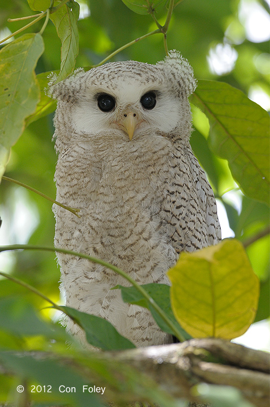 Pretty Barred eagle-owl