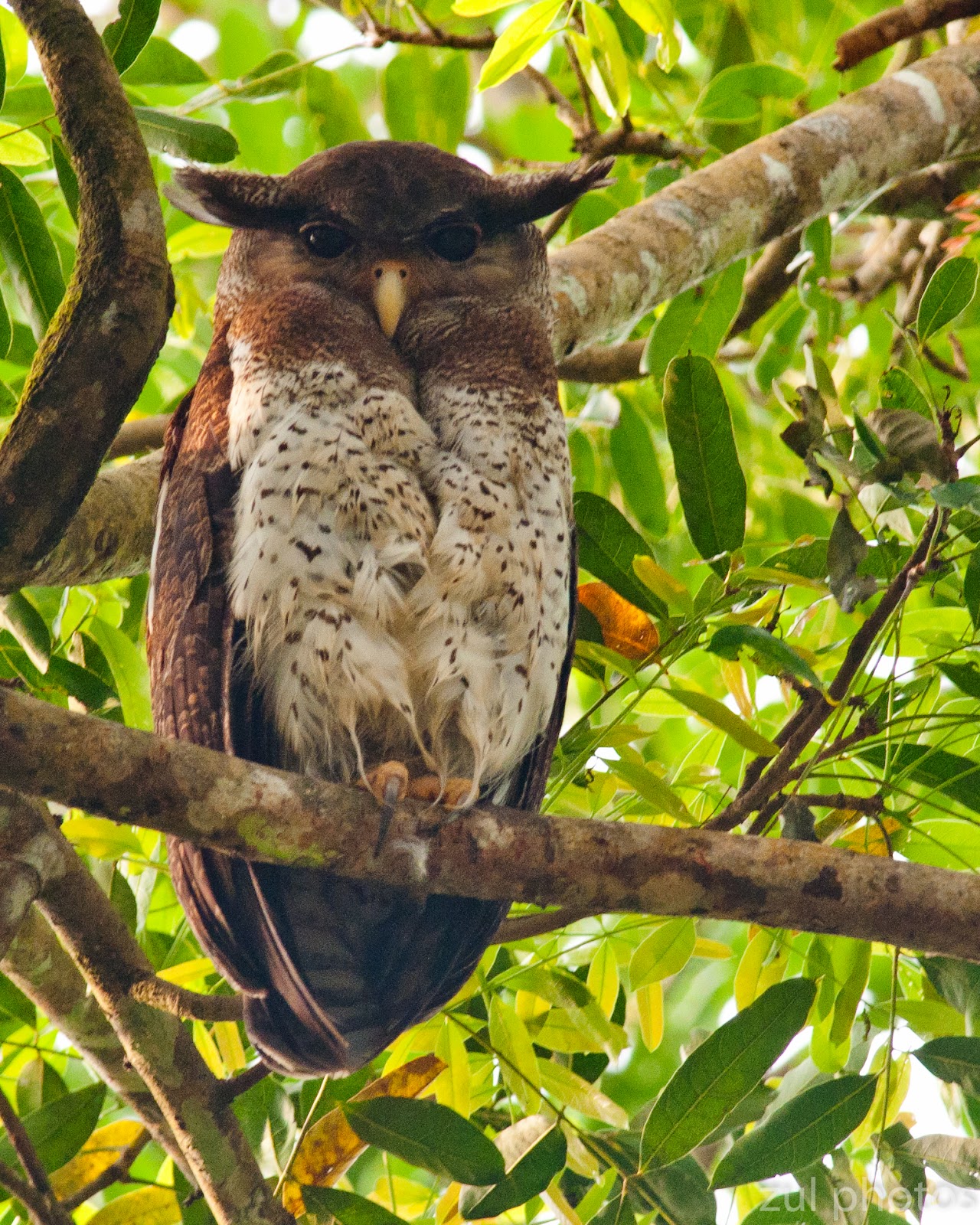 Pretty Barred eagle-owl