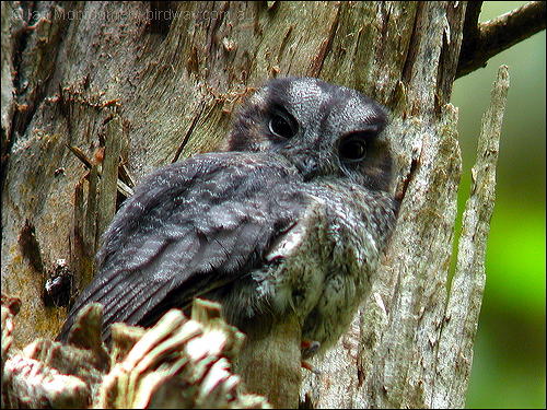 Pretty Barred owlet-nightjar