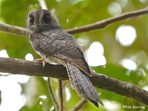 Pretty Barred owlet-nightjar
