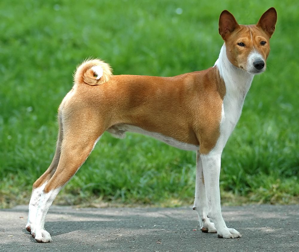 Cute Basenji - Dog Breed