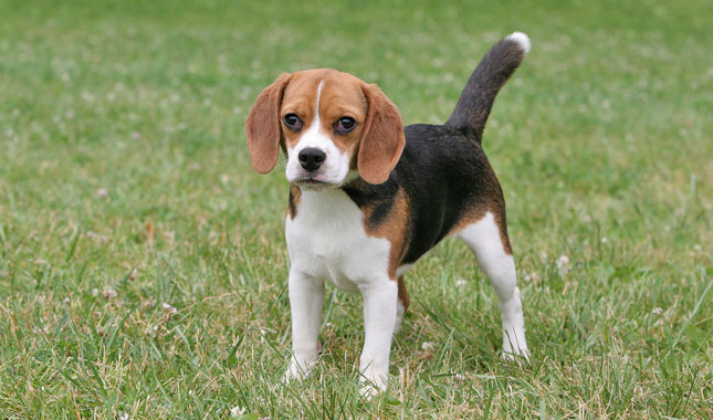 Cool Beagle - Dog Breed