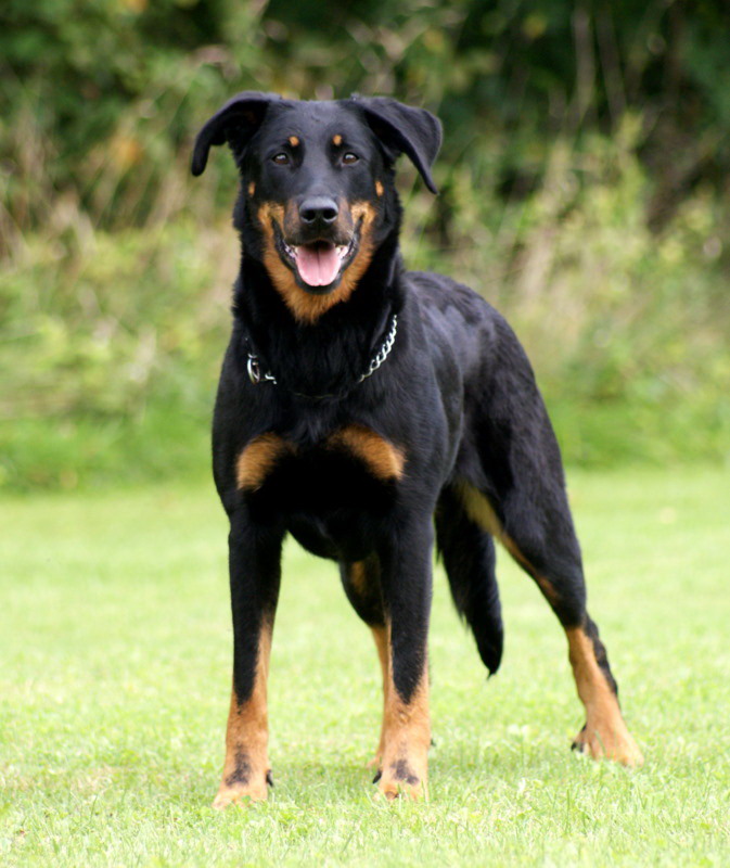 Beauceron - Dog Breed