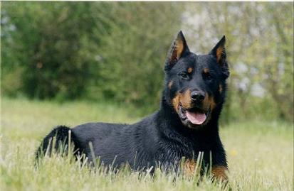 Pretty Beauceron - Dog Breed