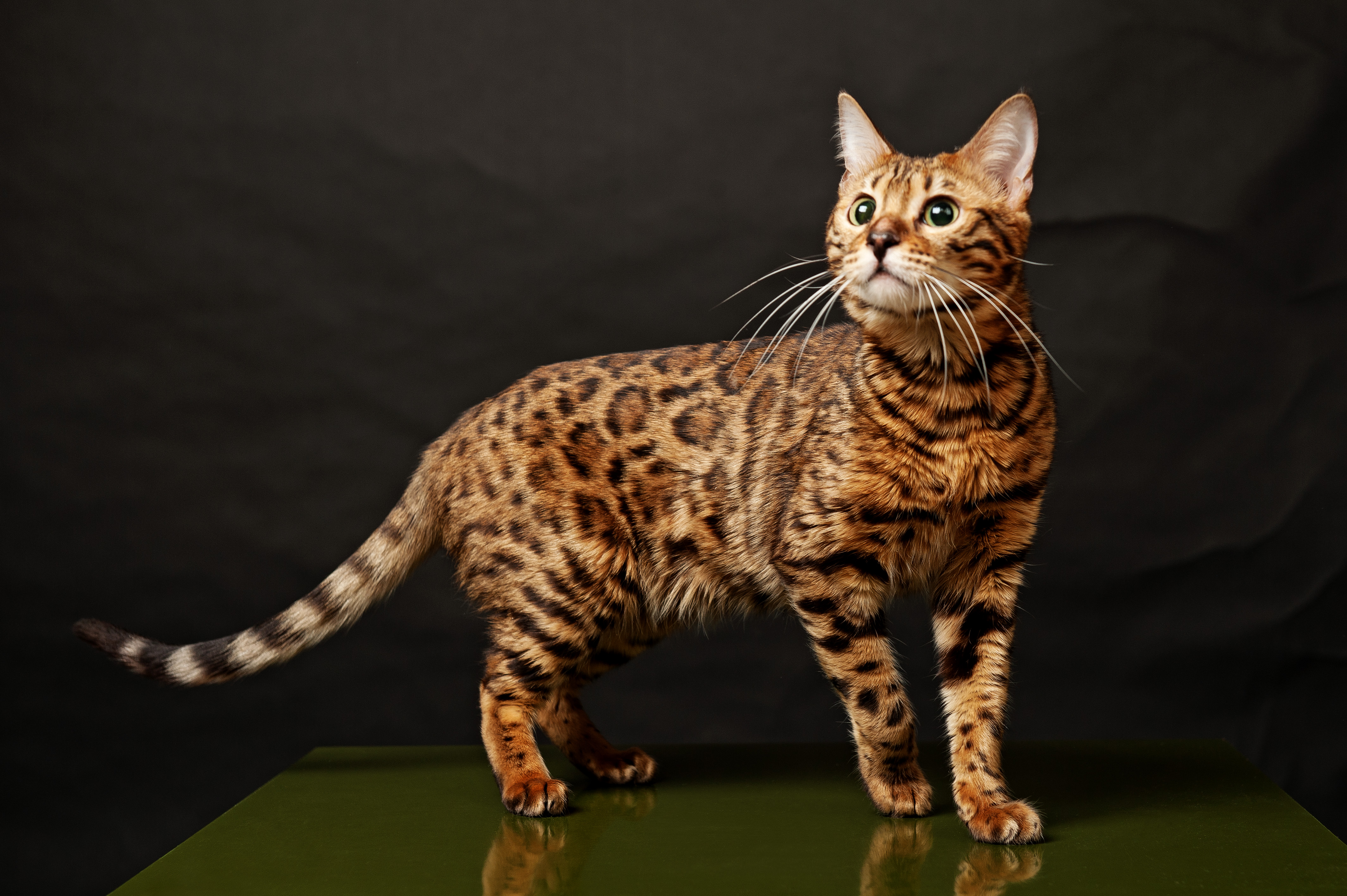 Pretty Bengal Cat - Cat Breed