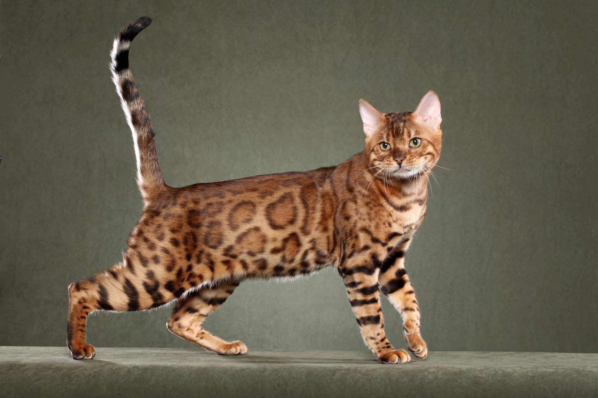 Wallpaper Bengal Cat - Cat Breed