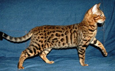 Photo Bengal Cat - Cat Breed