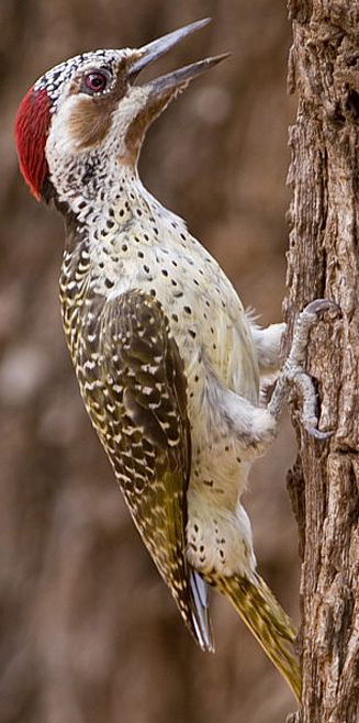 Bennett’s woodpecker