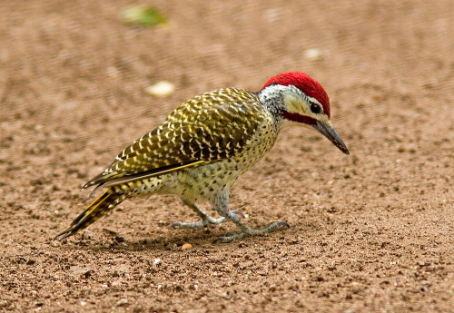Pretty Bennett’s woodpecker
