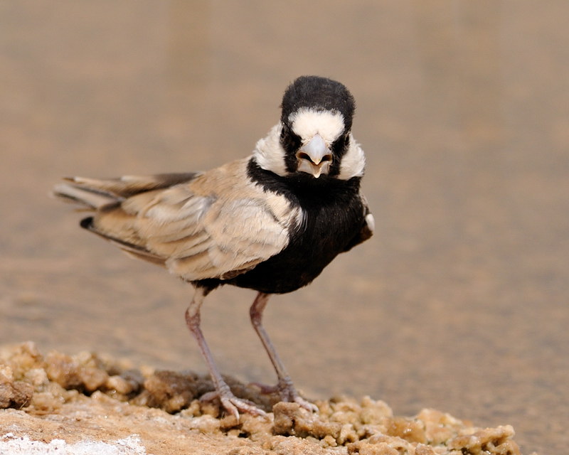 Black-crowned sparrow-lark