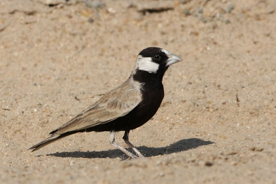 Pretty Black-crowned sparrow-lark