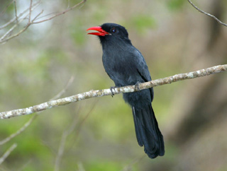 Pretty Black-fronted nunbird