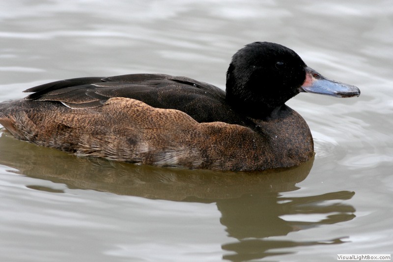 Pretty Black-headed duck