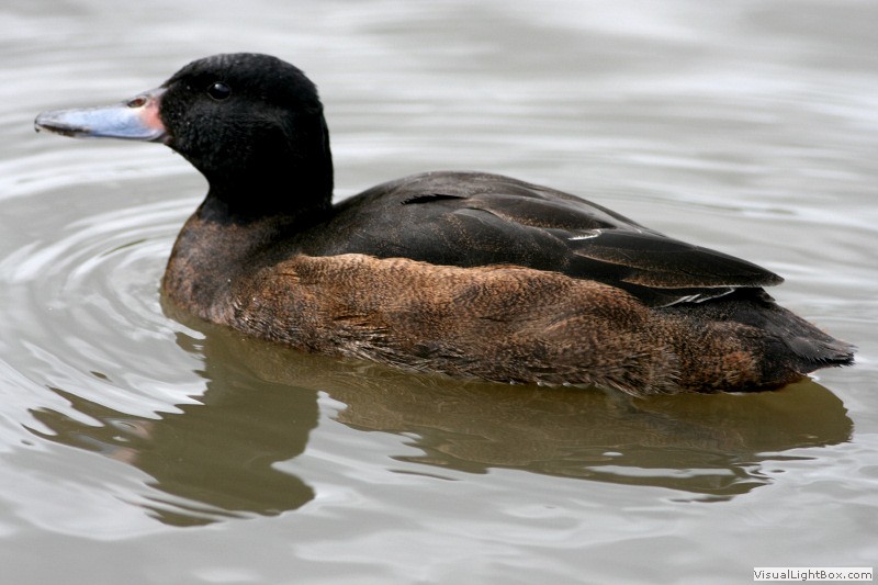 Pretty Black-headed duck