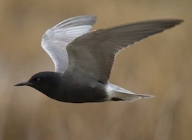 Pretty Black tern