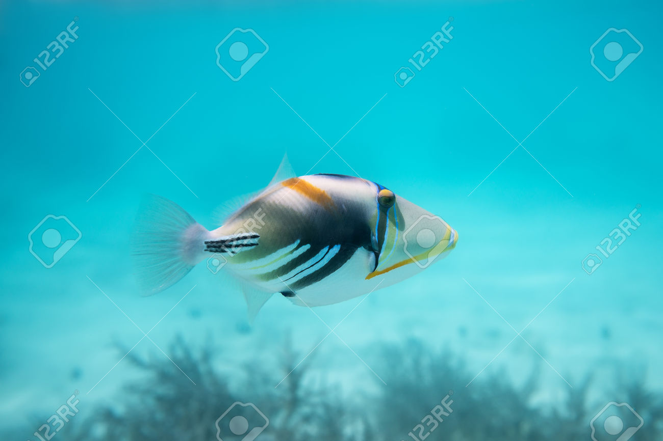 Blackbar triggerfish